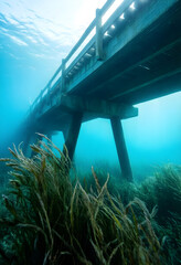 Fototapeta premium Marine conservation and ocean health, underwater view of a wooden pier structure with seagrass meadows in clear blue coastal water for ecology