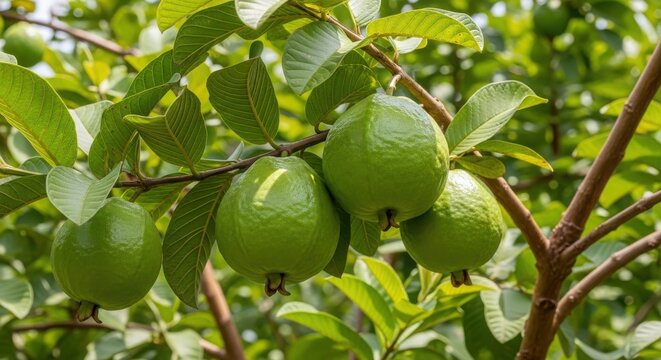Guava fruit photo, fresh green guavas hanging on tree branches with lush leaves in orchard