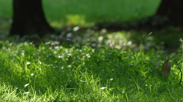 Sunlit Green Grass Meadow with Small Wildflower Stem and Soft Bokeh