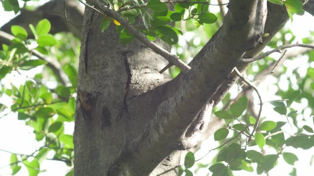 Camera panning shot following cute squirrel moving on tree branch in green natural park, wild mammal animal stock video clip.