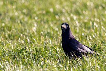 Obraz premium Black rook bird standing on vibrant green grass outdoors