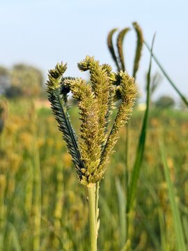Finger millet ragi earhead crop plant growing in agricultural farmland field close up stock photo
