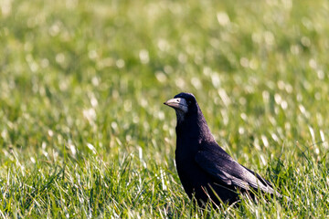Obraz premium Black rook bird standing in green grass field