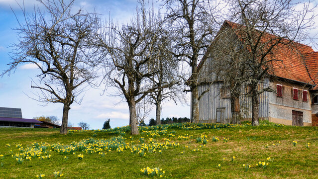 Osterglocken / Sternenblumen am Sternweg in Gaugenwald, Nordschwarzwald	