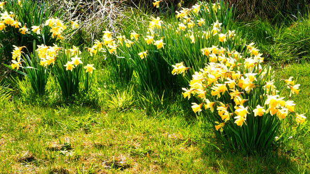 Osterglocken / Sternenblumen am Sternweg in Gaugenwald, Nordschwarzwald	