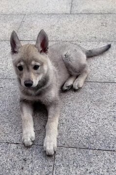 Saarloos Wolfdog sitting in the earth 