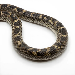 Obraz premium Wildlife conservation and biodiversity, close up of a patterned snake body with textured scales isolated on a clean white background for nature study