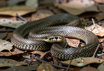 Fototapeta premium Wildlife conservation and biodiversity, wild snake resting on forest floor with dry leaves in natural habitat, reptile in wilderness environment