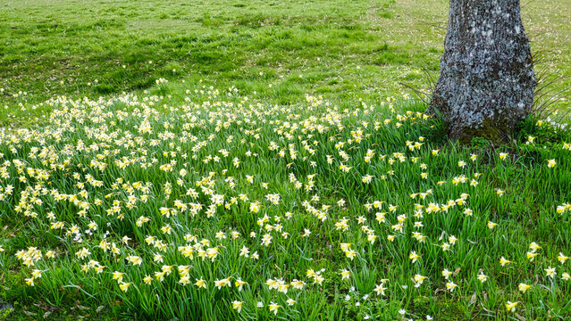 Osterglocken / Sternenblumen am Sternweg in Gaugenwald, Nordschwarzwald	