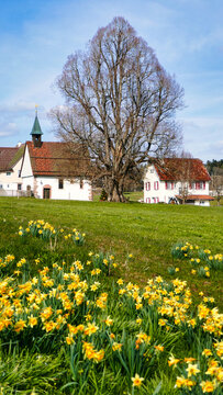 Blick auf die Kiche und altes Rathaus in Gaugenwald / Nordschwarzwald mit Osterglocken / Sternenblumen am Sternweg 