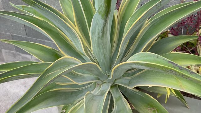 Variegated agave plant with sharp spiky leaves in the garden