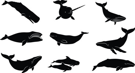 Whale silhouette vector collection featuring various marine mammals isolated on white background © Designer Arif