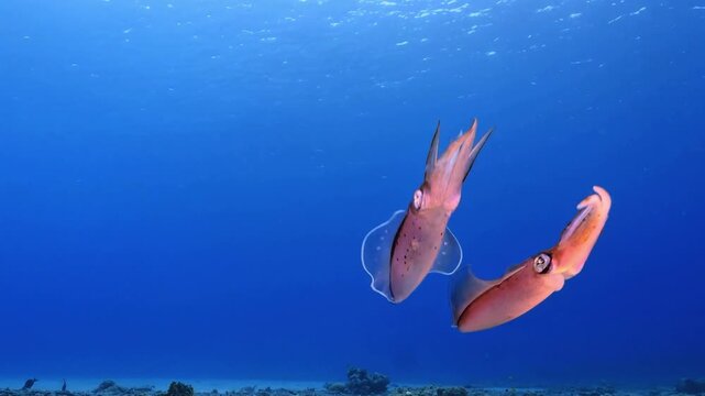 4K Video of a squid swimming underwater in clear blue ocean water, highlighting fascinating marine wildlife and movement.