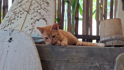 Cute ginger cat relaxing near surfboard outdoors © Hmyeetuan