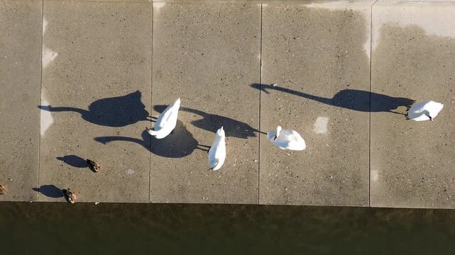 Maribor, Slovenia: Mute swans walking along the Lent waterfront on the Drava River, casting long shadows on the pavement in bright sunlight.
