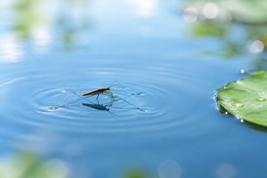 Water strider insect on calm blue water with lily pad, nature and aquatic ecosystem concept