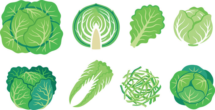 Fresh green cabbage set with whole cut and shredded leaves isolated on white background vector illustration