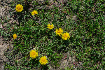 Bright yellow flowers of common dandelion bloom among green grass in a sunny meadow during spring showcasing nature's beauty and resilience in vibrant detail © Oleh Marchak