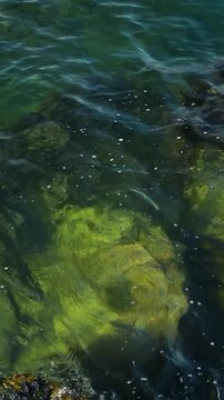 Underwater scene displays rocky seabed with green algae and clear water, as waves create ripples and movement over the stones in a coastal setting