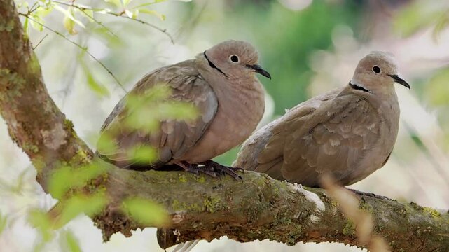 Eurasian collared dove showing detailed feathers and eye with a soft background