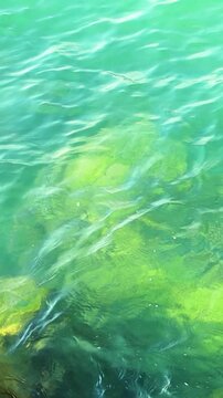 Clear turquoise water reveals submerged rocks covered in green algae, showcasing the vibrant underwater ecosystem in a coastal environment