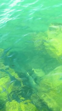 Clear turquoise water reveals submerged rocks covered in green algae, showcasing the vibrant underwater ecosystem in a coastal environment