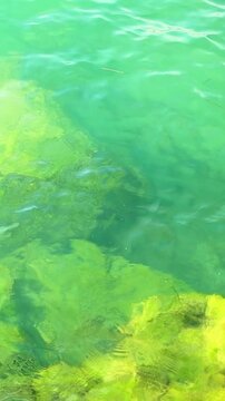 Clear turquoise water reveals submerged rocks covered in green algae, showcasing the vibrant underwater ecosystem in a coastal environment