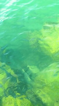 Clear turquoise water reveals submerged rocks covered in green algae, showcasing the vibrant underwater ecosystem in a coastal environment