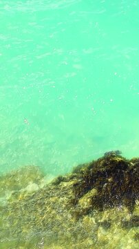 Clear turquoise water gently laps against rocky shoreline, showcasing vibrant seaweed and marine life along the coast in a tropical setting