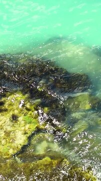 Clear turquoise water gently laps against rocky shoreline, showcasing vibrant seaweed and marine life along the coast in a tropical setting