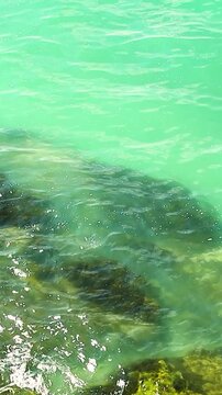 Clear turquoise water gently laps against rocky shoreline, showcasing vibrant seaweed and marine life along the coast in a tropical setting
