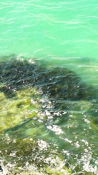 Clear turquoise water gently laps against rocky shoreline, showcasing vibrant seaweed and marine life along the coast in a tropical setting