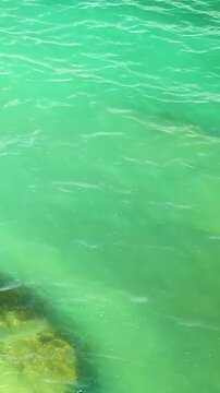 Clear turquoise water gently laps against rocky shoreline, showcasing vibrant seaweed and marine life along the coast in a tropical setting