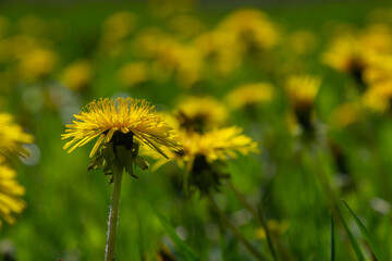 Bright yellow blooms of common dandelion thrive among lush green grass in a vibrant spring setting © Oleh Marchak