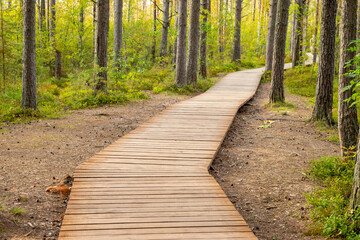Obraz premium Wooden boardwalk path winding through green pine forest. Eco trail in nature reserve with tall trees and moss. Concept of ecotourism, hiking and environmental protection.