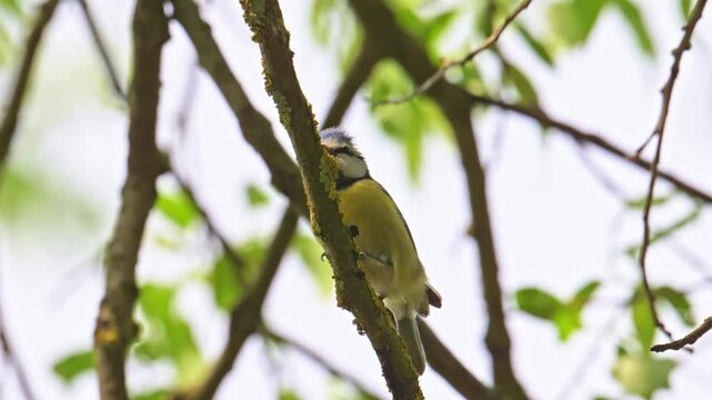 Eurasian blue tit (Cyanistes caeruleus) bird singing on a branch