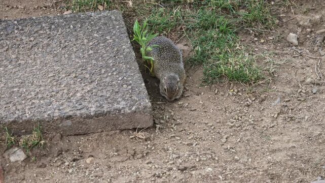 European ground squirrel (Spermophilus citellus) collecting food on the ground
