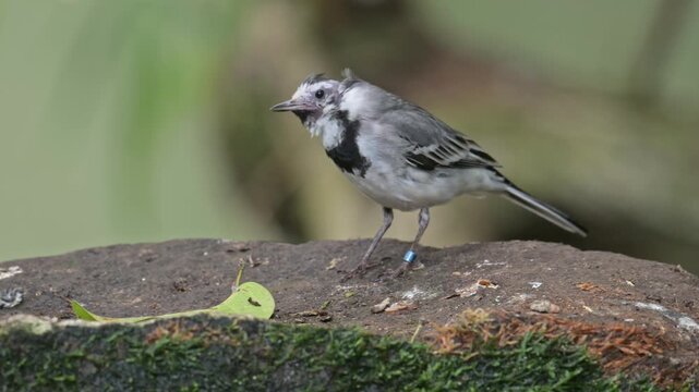 white wagtail (Motacilla alba) bird eating an insect in slow motion