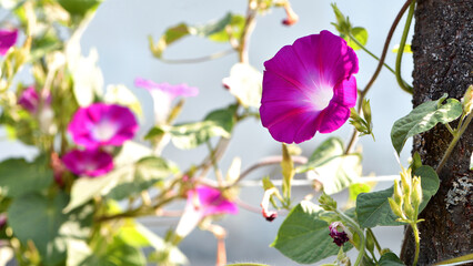 Ipomoea. Convolvulaceae. Pink morning glory or Ipomoea carnea flowers growing in the garden. Close-up of bellflowers blooming in a flowerbed in summer. beauty of nature, floral background. © Oleksandr Filatov