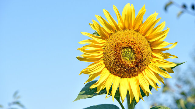 sunflower. Yellow sunflowers, good harvest, bright sunny flower. farming, vegetable garden, field, growing seeds for oil. health benefits, Sunflower oil improves skin health. farmland, agrarian
