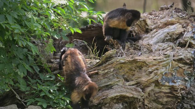 golden-bellied, or yellow-breasted, or buff-headed capuchin (Sapajus xanthosternos)