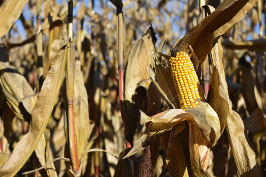 ears of corn and dry leaves close-up. picture of corn cob. concept of good harvest, yellow corn kernels. Autumn harvest season, in an agricultural field. agrarian business. farm, agriculture