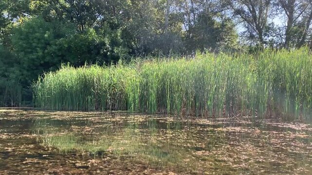 Serene river landscape with tall green reeds growing along the calm water edge in summer