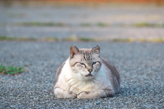 Protective cat resting outdoors with watchful eyes