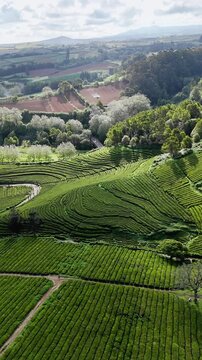 Terraced tea fields and green hillsides of Sao Miguel Island in Azores, aerial view