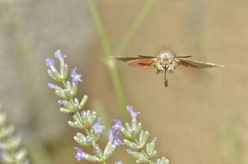 Hummingbird hawk-moth hovering above lavender flowers © Virginie