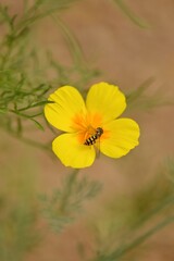 Hoverfly resting on a yellow flower © Virginie