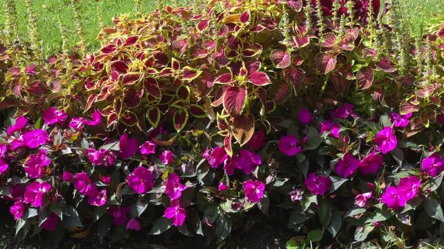 Coleus with burgundy leaves and pink impatiens flowers on flowerbed