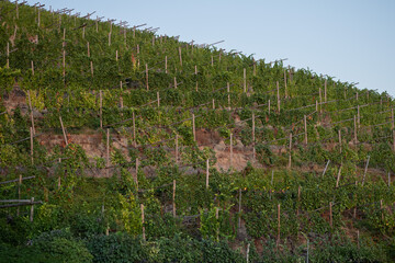 Steep hillside vineyard with traditional vine rows and wooden supports © Paul V.