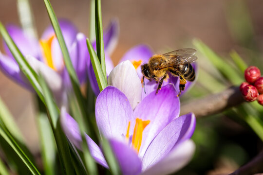 Honey bee pollinating vibrant purple crocus flowers in spring
